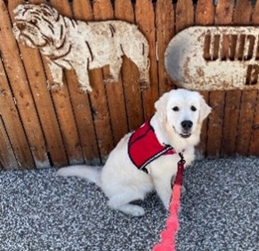 4 Paws for Ability